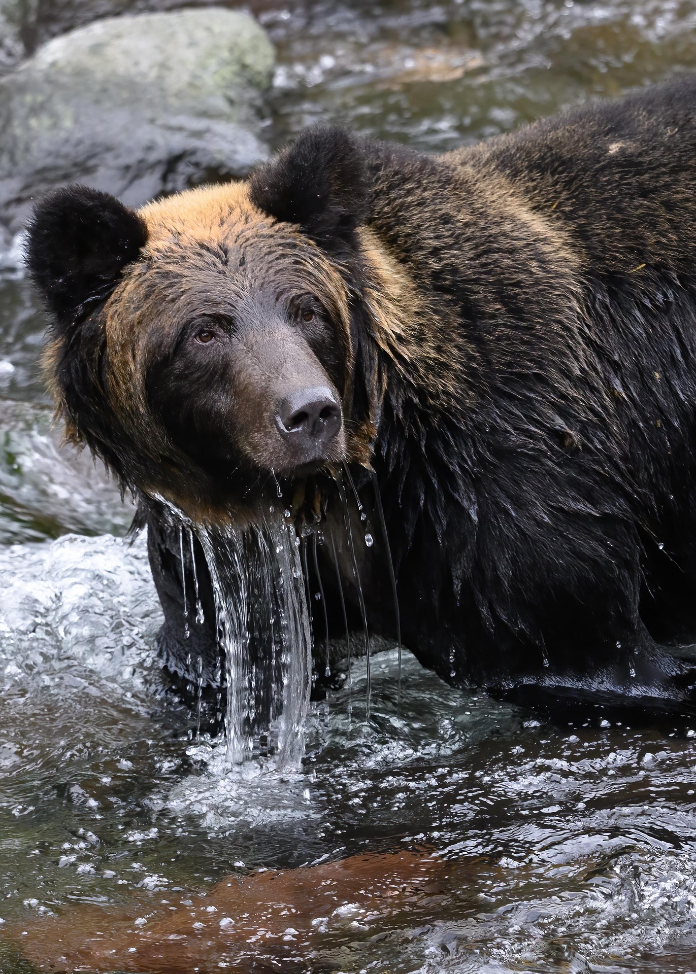 Un oso tomando agua